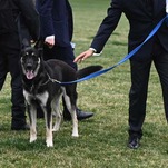 Bad Dog Gets a Shot at Being Good
