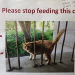 Please Don't Body Shame Cheeto the Cat