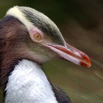 Congratulations to This Antisocial Screaming Penguin for Winning New Zealand's Bird of the Year Poll
