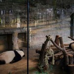Zoo Animals Are Bored Now