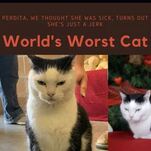 I'm Inspired By This Cat Who Everyone Thought Was Sick But Is Actually Just an Asshole
