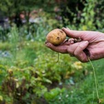 All Hail the Humble Potato