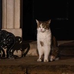 Make the Cat Prime Minister