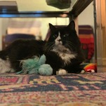 I Will Absolutely Taxidermy My Cat After She Dies