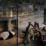 Zoos Are Screwed