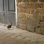 The Rats Are Hungry