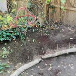 My Year in Plants