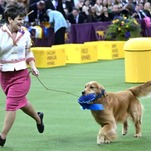 Saturday Night Social: What Conditioner Does Daniel the Dog Use?