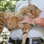 Saturday Night Social: Say Hello to the Cat-Fox, Nature's Most Darling Little Abomination