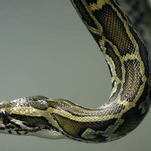 RIP to Florida's 17-Foot Pregnant Python, Murdered in Her Prime
