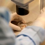The Rise of Fertility Tech Makes Pregnancy a Luxury Good