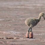 Our Planet's Sad Baby Flamingo Is the Heartbreak We Deserve