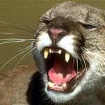 Mountain Lions Cannot Have a Little Human Flesh as a Treat