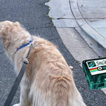 Songs I Listen to While Walking My Dog