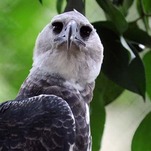 There Are 5 Good Birds—But Which 5?