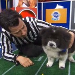 The Real Winner Tonight Is Chunky Monkey, Canine Icon