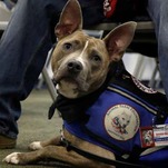 Pit Bulls Are Allowed to Fly Delta Again