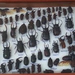 We Should All Channel This 'Super-Beetle,' Which Can Survive Getting Run Over by a Car