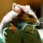 Stereotypes About 'Messy' Female Brains Continue to Influence Biomedical Research
