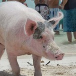 Pig Beach Is Dead