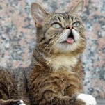 This Cat Is Dead
