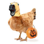 Dress Your Chickens in Leather and Lace This Halloween