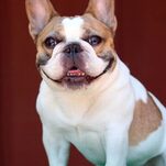 RIP to Beatrice, Modern Family's Beloved Dog Actor