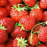 Rosé Berries Are an Abomination