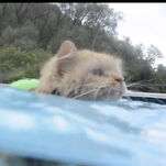 Follow This Swimming Cat's Example and Go to the Pool Immediately