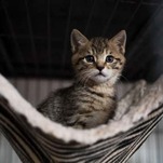 Deceased Cat Invited to Register to Vote in Georgia