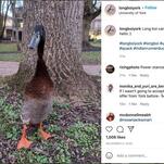 I Think This Tall Duck Should Be Taller, Quite Frankly