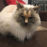 The 'Long Balls' on This Cat's Face Do Not Resemble a Penis