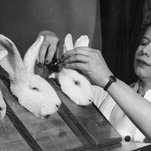 Whoever Kidnapped Darius, One of the World's Longest Living Rabbits, Is Going to Hell