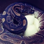 I'm Inspired By This Old-Ass Snake Who Is Doing It For Herself