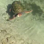 Saturday Night Social: I'm Losing it at This Turtle 'Breast Stroke' Video Posted by Wolf Blitzer