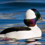Just Fuck Already, Hot Ducks