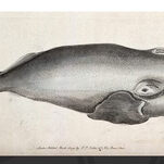 Whales Are Plotting Something