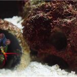 All Hail the Tidy, Overly Anxious Mantis Shrimp, an Icon