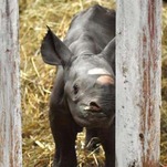 Magical Baby Born Among Animals on Christmas Eve, Many Visitors Expected