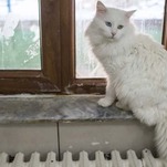 Señor Fluffybutt Recognizes His Name, He Just Doesn't Care to Answer