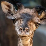Saturday Night Social: The World Giraffe Population Is Up By One