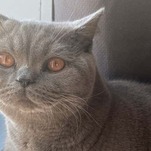 I Adore Him; He Tolerates Me: The Blessing of My Emotionally Unavailable Cat