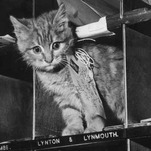 What the Fuck Is Up With Your Cat?