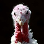 The Relative You Are Most Excited to Evade at Thanksgiving This Year