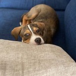 How Do I Explain Social Distancing to My Puppy?
