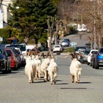 At Least These Goats Get to Run Free in the Streets