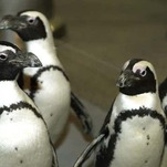 Saturday Night Social: When Monster Penguins Ruled the Seas