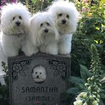 Barbra Streisand's Dogs: We Miss Our Dead Clone Mom