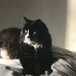 A Definitive Ranking of All the Jezebel Pets, As Judged by 3 Kids