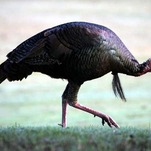 Wild Turkeys Are Terrorizing a Town in New Jersey